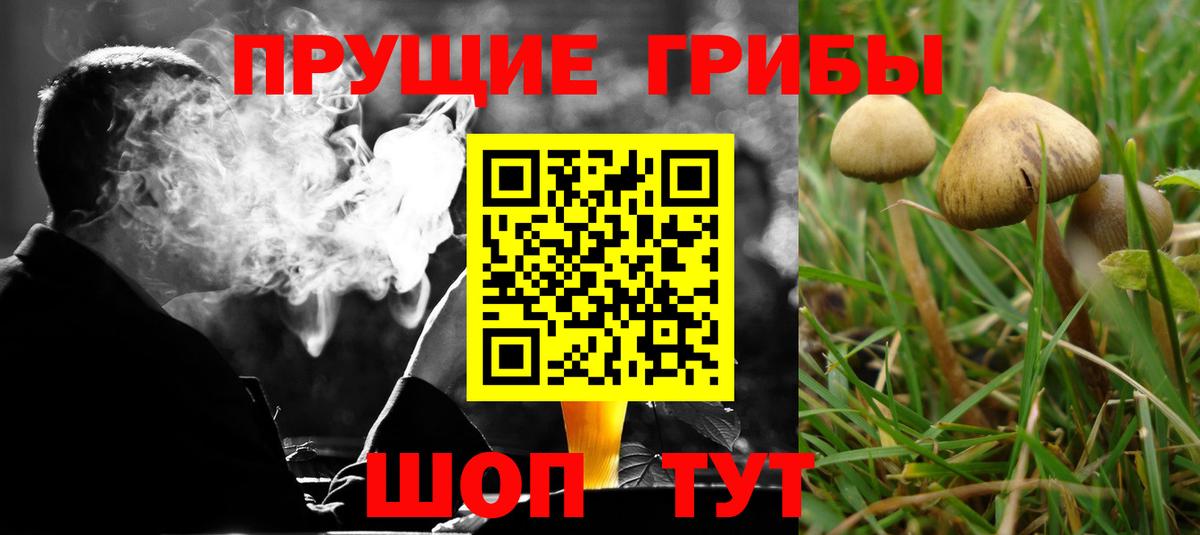 Псилоцибиновые грибы Cubensis Лениногорск
